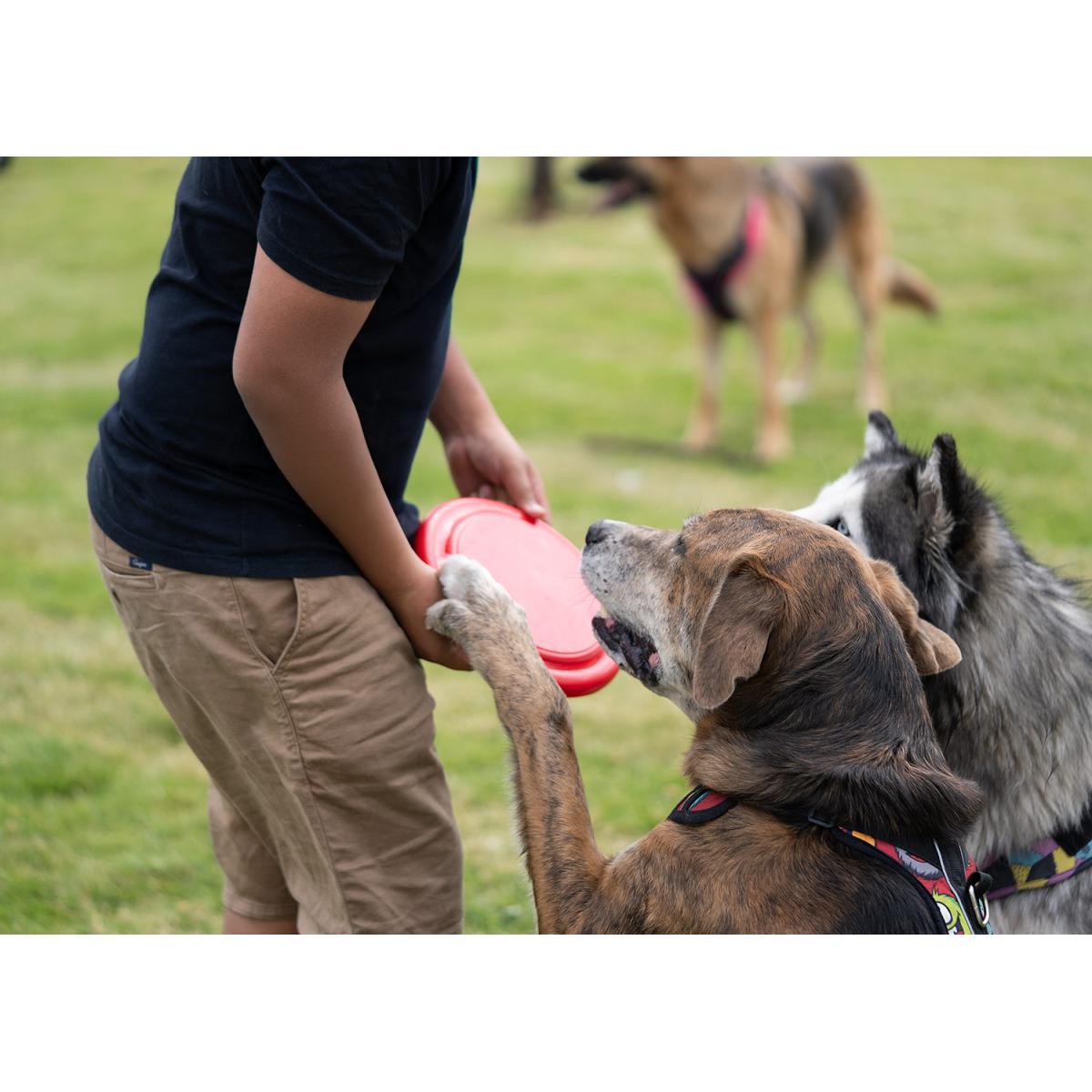 Frisby para mascotas Scrappy Ideal Para Toda Raza